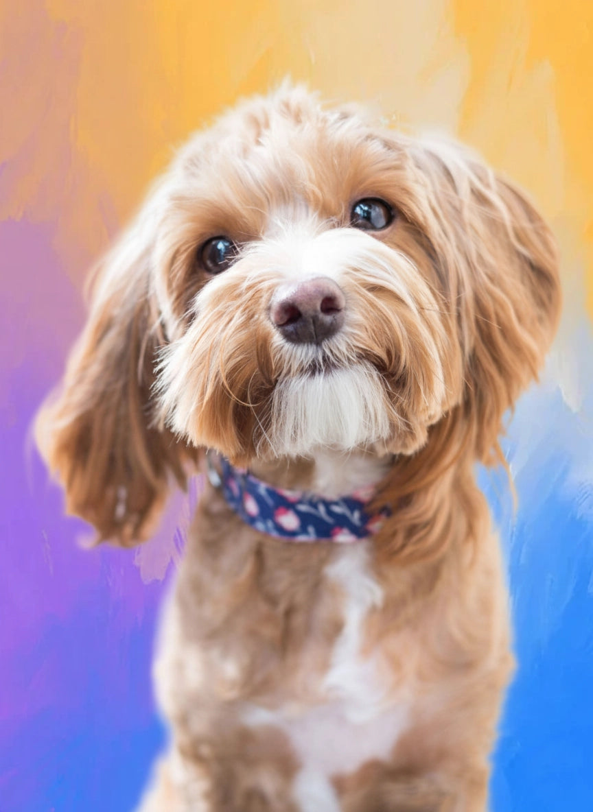Dog with a colorful collar against a multicolored background
